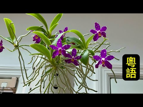 蘭花（177）（粵語）美花蝴蝶蘭 Phal. pulchra