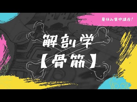 解剖学【脊柱】夏休み集中講座！骨筋穴埋め・4択問題