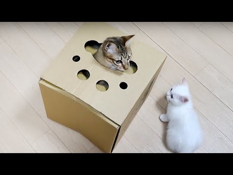 貓咪也會自己玩躲貓貓？？  The Kittens Are Playing