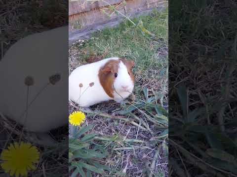 Our pet guinea pig. #guineapigs #pets #animals #豚鼠 #宠物 #动物