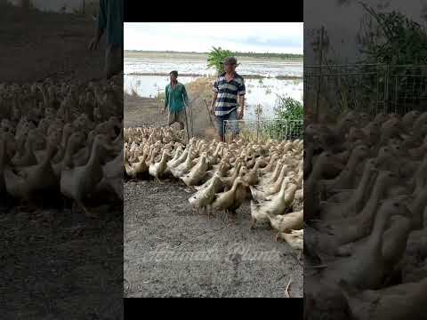 Duck | A flock of giant ducks on the bus.Animals Plants #animals #animalsplants #plants #shorts