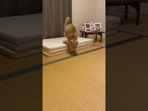 ２本脚の保護猫・ルカくんの『逆立ち歩き』