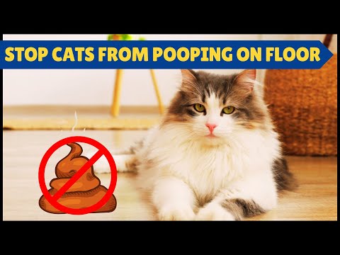 How to Stop A Cat From Pooping on Floor?