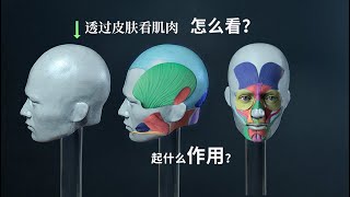 透过皮肤看肌肉 脑海中可能会出现极其复杂的医学图表