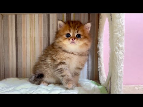 【マンチカンの子猫】嫌な事と好きな事の差が激しい件 ～猫のいる生活Vol.1060～出産動画 マンチカン短足・ミヌエット・ペルシャ猫専門ブリーダー『ペット蔵人』【子猫の成長記録】