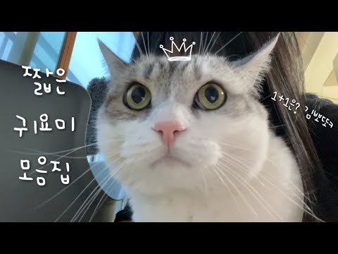 짧지만 강렬하다! 귀여운 고양이 영상 모음🫠