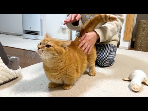 病み上がりのママの謎テンションに付き合う猫【プリペンペン】