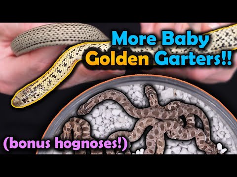 Our Golden Garters and Hognose Snakes had more Babies!