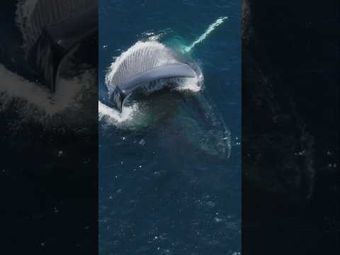 A Blue Whale taking a colossal bite! #viral #whale