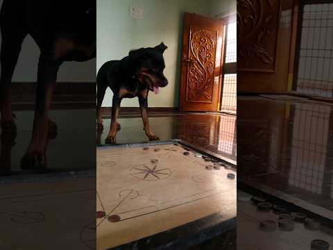 Sunday fun #viralvideo #trend #trending #viral #comedy #youtuber #rottweiler #dog