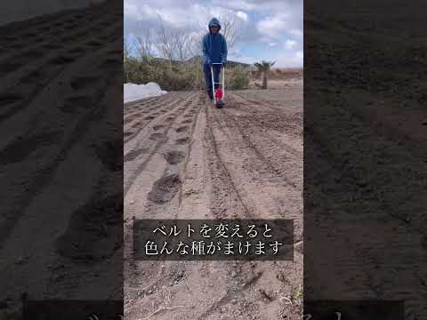 2月の種まき　小カブと大根　ほうれん草は発芽開始