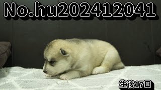 シベリアンハスキーの子犬販売 No.hu202412041 静岡県浜松市のブリーダー 2024年12月4日生 12月21日現在