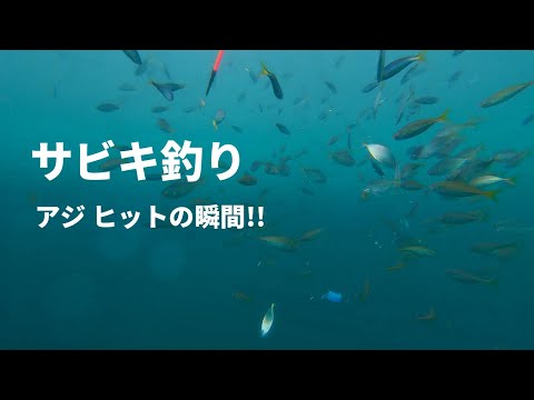 Underwater video Sabiki fishing horse mackerel hit scene