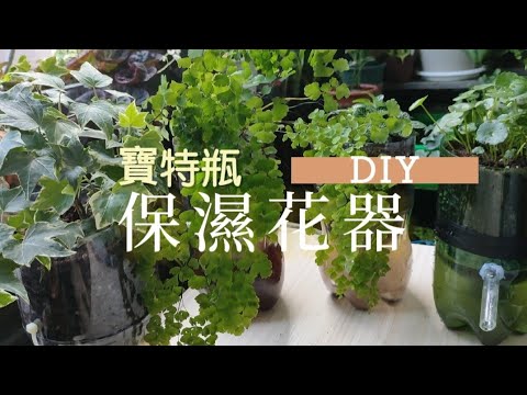 寶特瓶保濕花器|花器DIY|鐵線蕨|網紋草|銅錢草|常春藤|plastic bottles flowerpot|植物男子