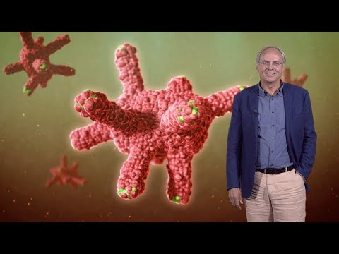 Hans Clevers (Hubrecht I., UU) 1: Discovery and Characterization of Adult Stem Cells in the Gut