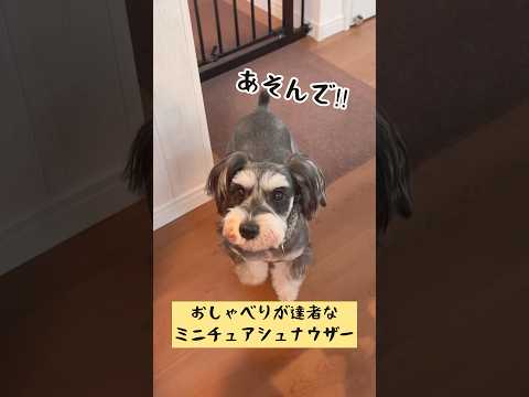 【ミニチュアシュナウザー】飼い主と普通におしゃべりする犬 #shorts #miniatureschnauzer #schnauzer #シュナウザー #しゃべる犬