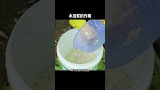 ［科普知识］木瓜浆的作用是什么呢？ #科普