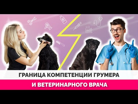 Границы компетенции грумера и ветеринарного врача ? Чего не должен делать грумер?!