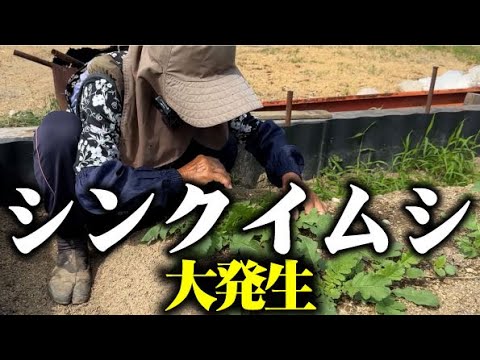 【害虫防除】→【スデデツブース】畑にシンクイムシ発生したのでハンターひろちゃん出動【シンクイムシ】【大根】【白菜】