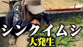 【害虫防除】→【スデデツブース】畑にシンクイムシ発生したのでハンターひろちゃん出動【シンクイムシ】【大根】【白菜】