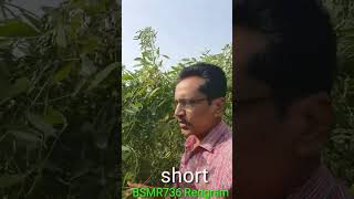 BSMR 736 Redgram Cultivation | BSMR 736 కంధి సాగు.