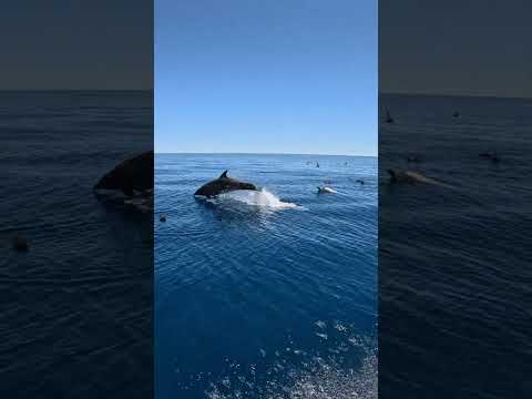 Dolphins Are Epic #dolphin #fishing #beach #survival