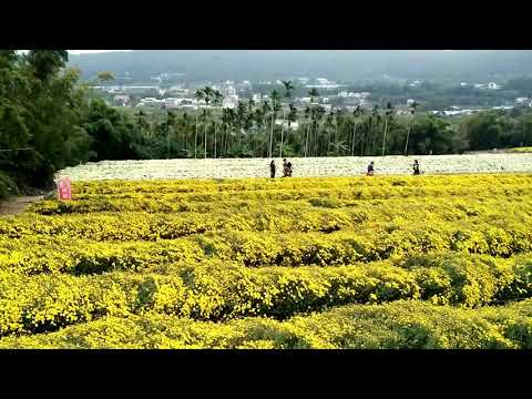 106年11/14（星期二）苗栗銅鑼杭菊-賞九湖杭菊花海