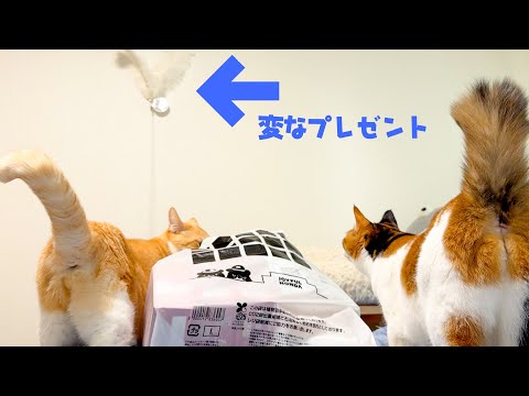 猫達へクリスマスに変なおもちゃをプレゼントしてみました