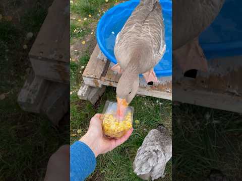 Spa Day For The Geese! #shorts #farm #geese #corn #pond #relaxing #cute