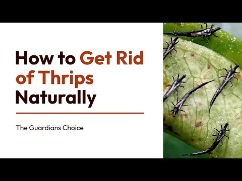 How to Get Rid of Thrips Naturally (DIY Pest Control) | The Guardians Choice