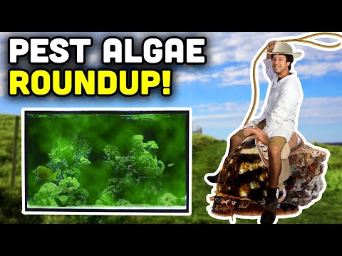 Controlling Pest Algae in YOUR Reef Tank