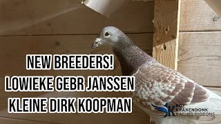 New Birds | LOWIEKE Gebr Janssen | Kleine Dirk KOOPMAN | Racing pigeons