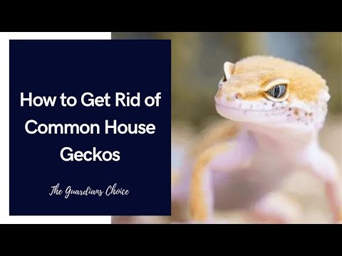 How to Get Rid of Common House Geckos | The Guardians Choice