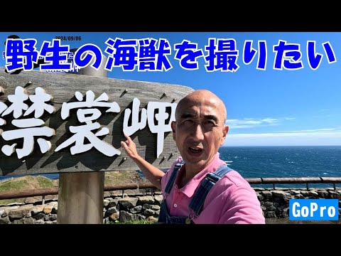 野生の海獣を撮りたい❢「襟裳岬」【３台のカメラで撮り比べ】