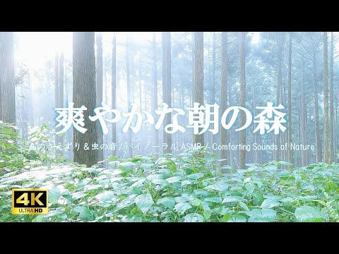 霧がかった雨上がりの朝の森 鳥のさえずり 虫の音:活力・集中力向上【自然音,ASMR,立体音響,4K,relaxing  nature sounds】