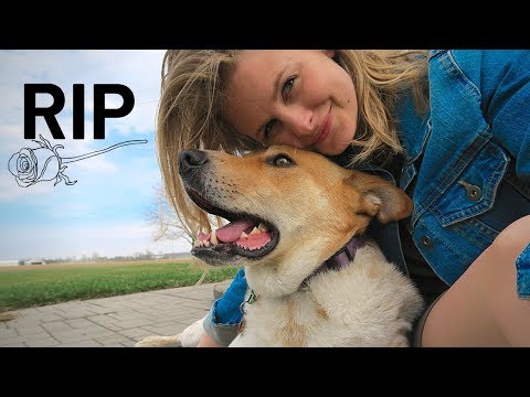 A Tribute to My Dog (Django) | Get Your Tissues, Folks