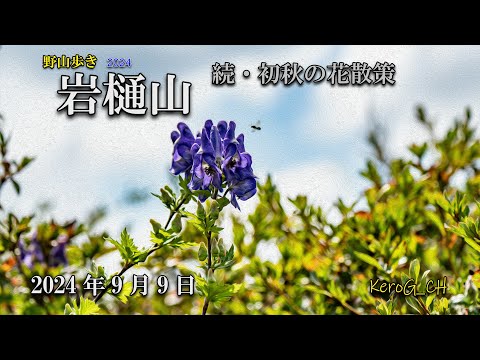 【岩樋山－続・初秋の花散策－】野山歩き2024