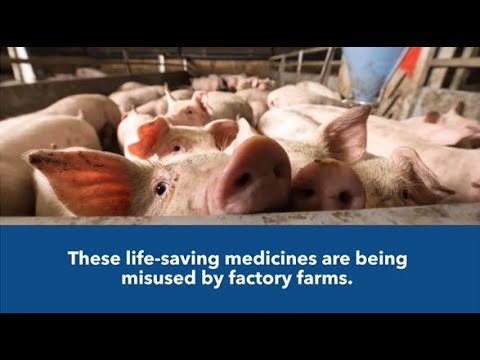 Preventing or Profiting? How Factory Farms Disguise Antibiotic Misuse as Care