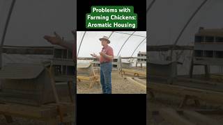 Aromatic Housing for Chicken Farming: Problems to consider with  laying hens #poultry #chicken