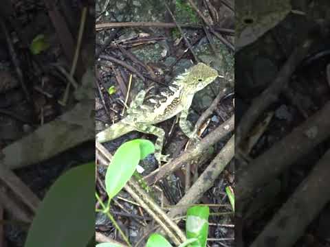 漂亮的斯文豪氏攀蜥(公蜥)!! Beautiful Male Taiwan Japalure!!  #lizard #wildlife #nature