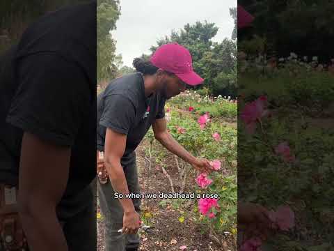 Deadheading Roses