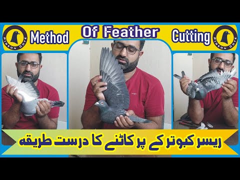 Best Method Of Feathers Cutting For Racer Pigeon | Kabootar K Par Katne Ka Sahi Tarika | Pigeon Cote