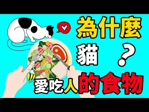 貓為什麼愛吃人的食物？你家有小饞貓嗎？