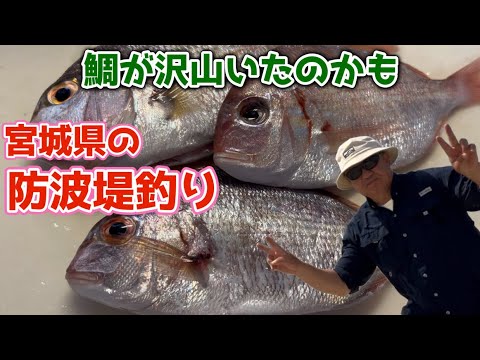 【宮城県の防波堤釣り】海水温が高い時期は、鯛の活性が上がるのかなー？知らんけど。塩焼きがとっても美味しかったですよ〜♪