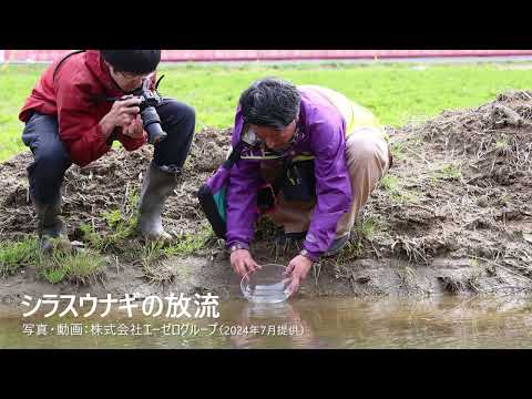 シラスウナギの放流