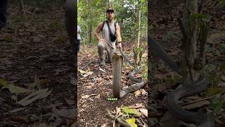 Massive King Cobra is NOT Happy