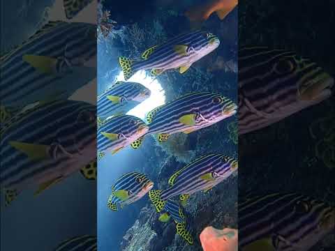 [ムスジコショウダイ] バリ島トランベン沈船で Oriental sweetlips at tulamben wreck bali  #shorts