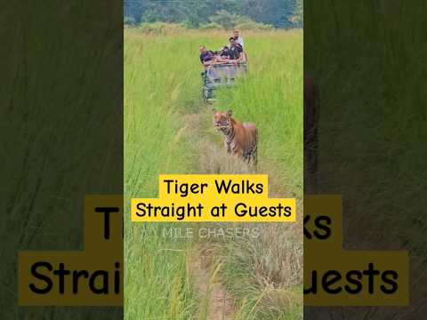 Tiger walks straight at tourists in Dhela Zone of Jim Corbett #shorts #tiger #trending