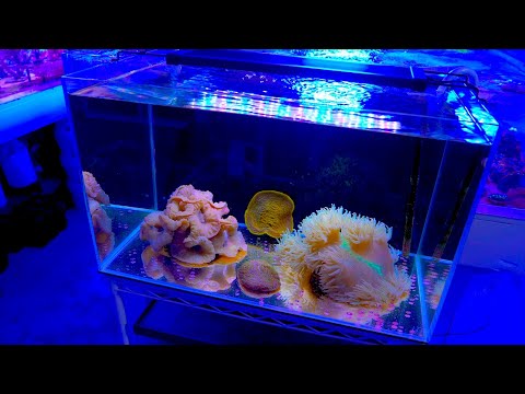 A Super Simple and Very Basic Coral 'Showcase' Aquarium