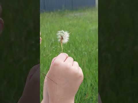 dandelions and a little girl 👧